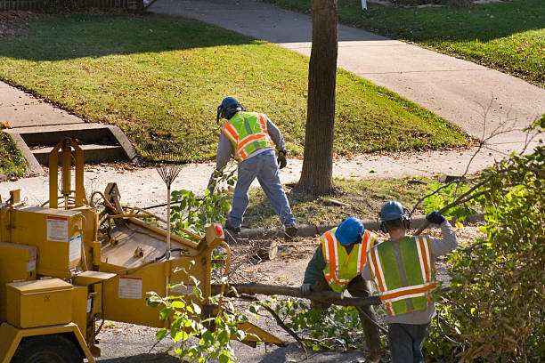 Best Lawn Disease Treatment  in Lompoc, CA